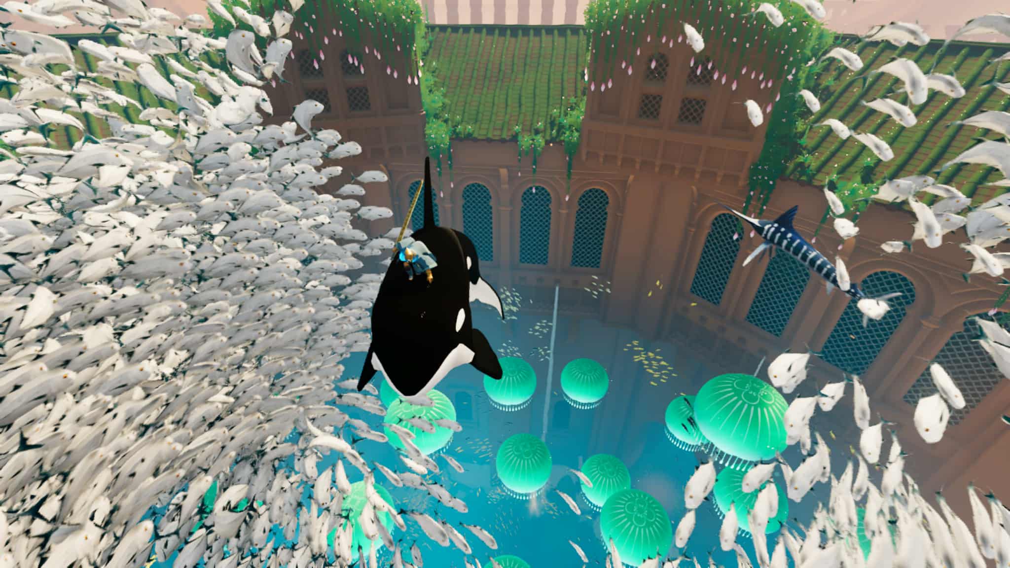 Picture of rider on Orca